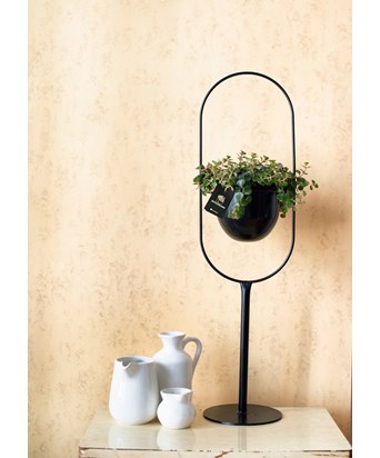 Ayaklı Siyah Saksıda Sedum